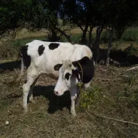 گوساله ماده