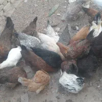 مرغ جوانه محلی تخم گزار