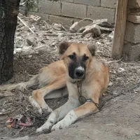 سگگ|سگ|زنجان, |دیوار