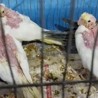 طوطی عروس 7عدد قیمت دانه ای 400