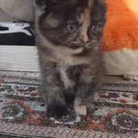 واگذاری|گربه|برازجان, |دیوار