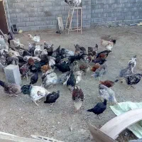 خروس و جوجه مرغ شاخدار درشت