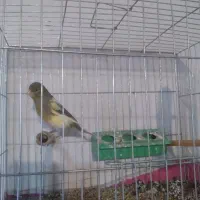 ۳تا قناری نر بکوب شلاق0چی میخونن  مست مست