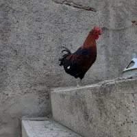 خروس گلین