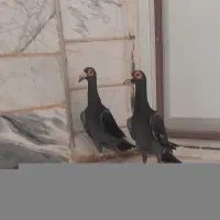 کبوتر کاریر پولکی نروماده