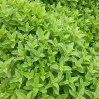 نعناع|گل و گیاه طبیعی|شیروان (خراسان), |دیوار