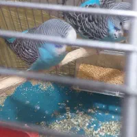 مرغ عشق|پرنده|پاکدشت, پارچین|دیوار