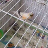 قناری|پرنده|سمنان, |دیوار