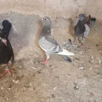 سه جوجه هنوز پرننداختن