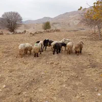 بره نر|حیوانات مزرعه|دیشموک, |دیوار