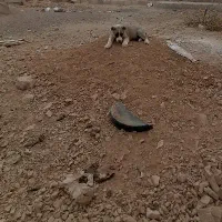 کته سرابی|سگ|شاهرود, |دیوار