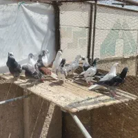 کبوتر کفتر یزدی گوشت کفتر کبوتر