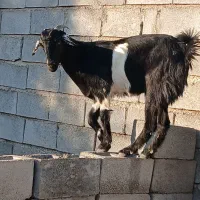 کهر ماده فروشی قیمت مناسب رودان|حیوانات مزرعه|رودان, |دیوار