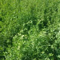 یونجه سردوم بدون علف بصورت بافه تمیز روستای شعبان