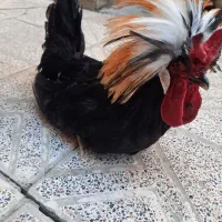 خروس تزئینی