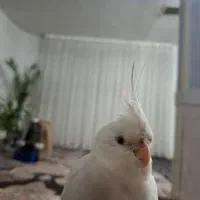 عروس هلندی گمشده مژدگانی هم داره