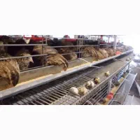 جذب واستخدام نیروی کار .پرورش بلدرچین
