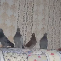 چهار تا نر پرشی|پرنده|کرباسک, |دیوار