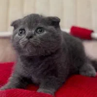 اسکاتیش شرت هیر /مو مخملی چشم جغدی/۲ماهه|گربه|تهران, شهران شمالی|دیوار