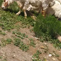 فروش یک راس میش جوان شیره دار بابره نر درجه یک