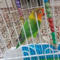 کوتوله ماده