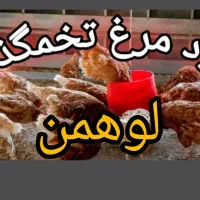 جوجه مرغ لوهمن ۱هفته ای تخم‌گذار،گلپایگانی،مرندی|حیوانات مزرعه|پاکدشت, پاکدشت (مامازند)|دیوار