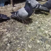 انواع پلاکی|پرنده|یاسوج, |دیوار