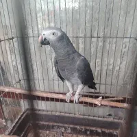 طوطی کاسکو