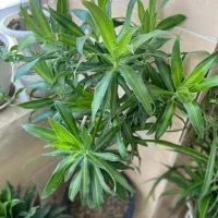 درختچه دراسنا کامپکت