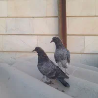 جوجه کبوتر پرشی