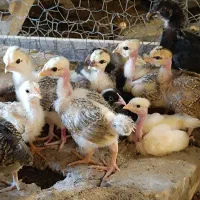 جوجه های با اصالت گلپایگان