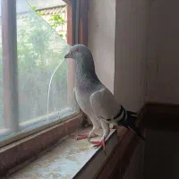 کفتر بجنورد