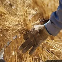 خریداری و فروش گندم وجو
