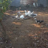 ۵ عدد غاز بالغ