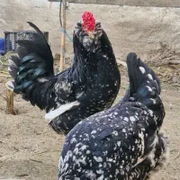 تخم مرغ گلین اصل