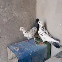 کفتر دم سبز پرشی|پرنده|فولادشهر, مسکن مهر فولادشهر|دیوار