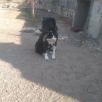 سگ ماده افغان و دوبرمن اصل|سگ|هشتگرد, فاز ۳ مهستان|دیوار