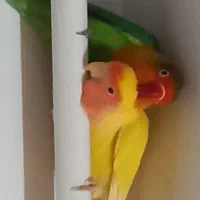 طوطی برزیلی|پرنده|ماسال, |دیوار