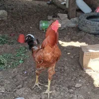 خروس لاری