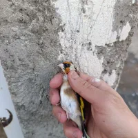 سهره چونه سفید