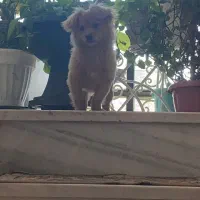 سگ پامر اشپیتز