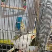 2جفت عروس هلندی سخنگو ومولد|پرنده|هشتگرد, هشتگرد قدیم|دیوار