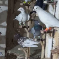 کفتر بوم کبوتر پرشی جفتگاه رنگی سارسرور کلاغ ساده|پرنده|مشهد, توس (بلوار توس)|دیوار