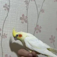 عروس جفت با جوجه|پرنده|قم, شاه سید علی|دیوار