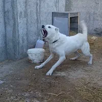 سگ نگهبان ۱۰ماه نر شناسنامه دار