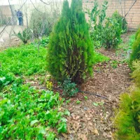 درخت کاج توپی|گل و گیاه طبیعی|آق قلا, |دیوار