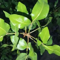 زمین-پسته-اکبری-علی-آباد-شهید