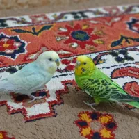 مرغ عشق