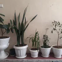 فروش گل خانگی