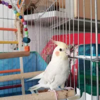 عروس هلندی 9 ماهه